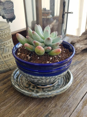 Succulent Planters,  Set of Two .  Item  I